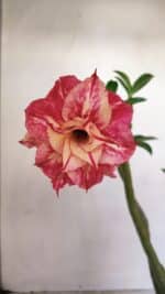 Planta Dobrada 3406 – 35cm – 03 anos - Imagem 6