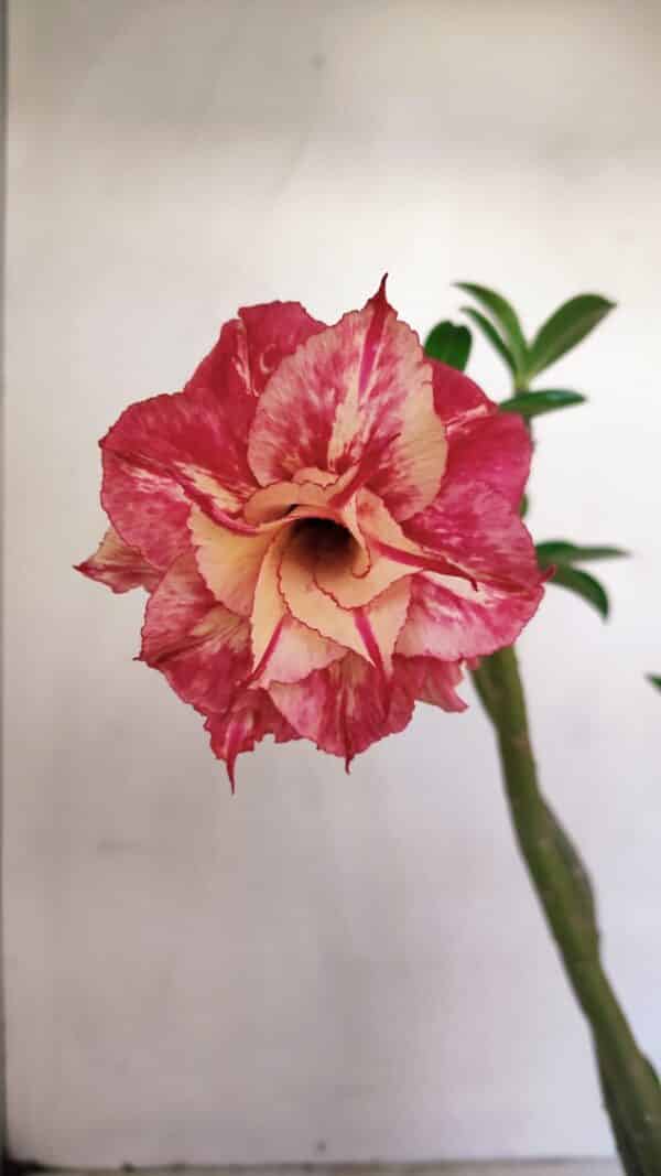 Planta Dobrada 3406 – 35cm – 03 anos - Imagem 6