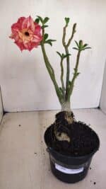Planta Dobrada 3406 – 35cm – 03 anos - Imagem 9