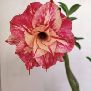 Planta Dobrada 3406 – 35cm – 03 anos