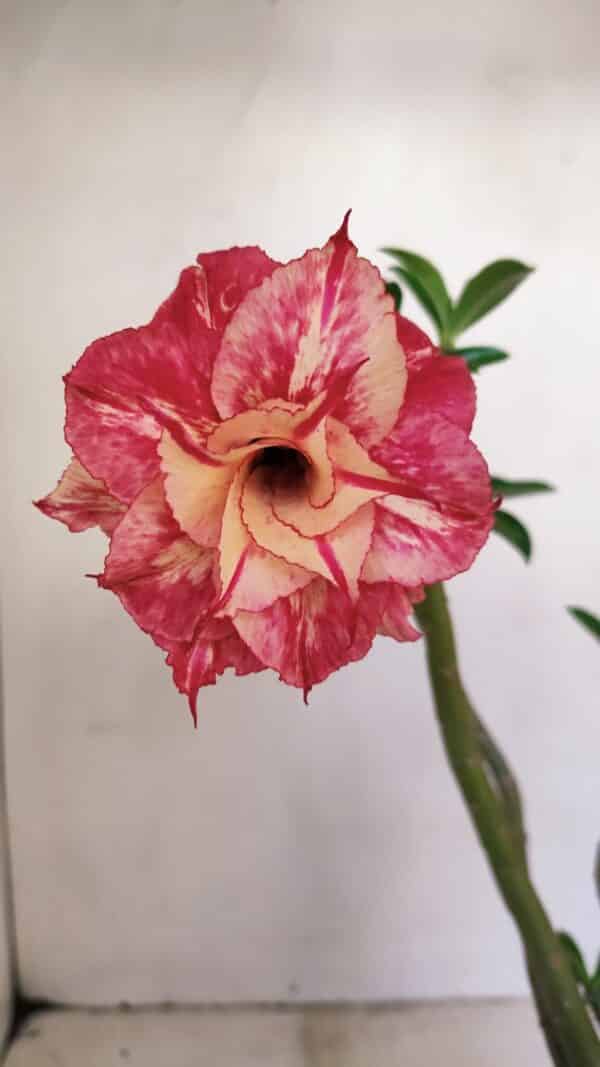 Planta Dobrada 3406 – 35cm – 03 anos - Imagem 1