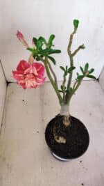 Planta Dobrada 3406 – 35cm – 03 anos - Imagem 4