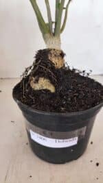 Planta Dobrada 3406 – 35cm – 03 anos - Imagem 8