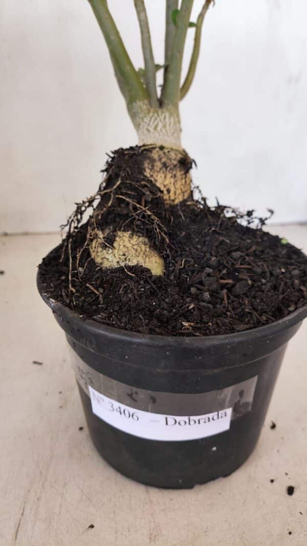 Planta Dobrada 3406 – 35cm – 03 anos - Imagem 8
