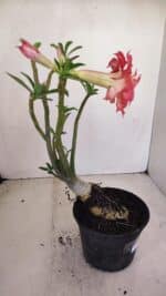 Planta Dobrada 3406 – 35cm – 03 anos - Imagem 7
