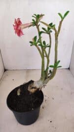 Planta Dobrada 3406 – 35cm – 03 anos - Imagem 5