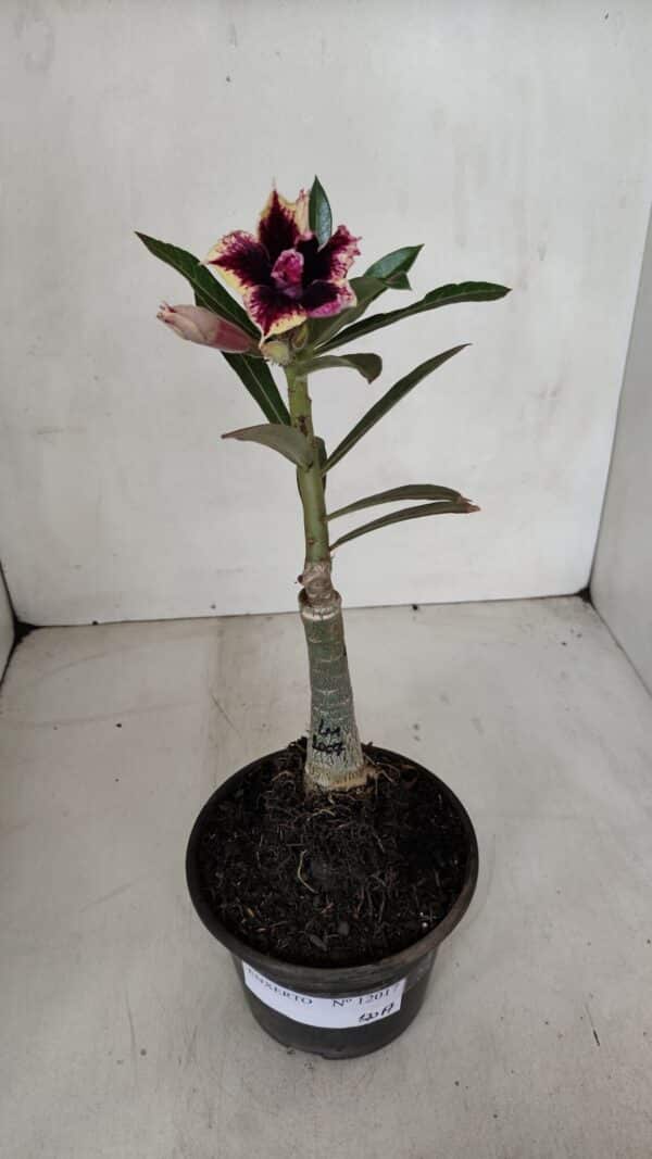 ENXERTO 12017 – 20cm (cor LM 1007) - Imagem 2