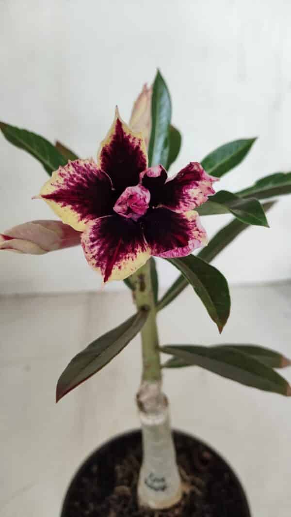 ENXERTO 12017 – 20cm (cor LM 1007) - Imagem 1
