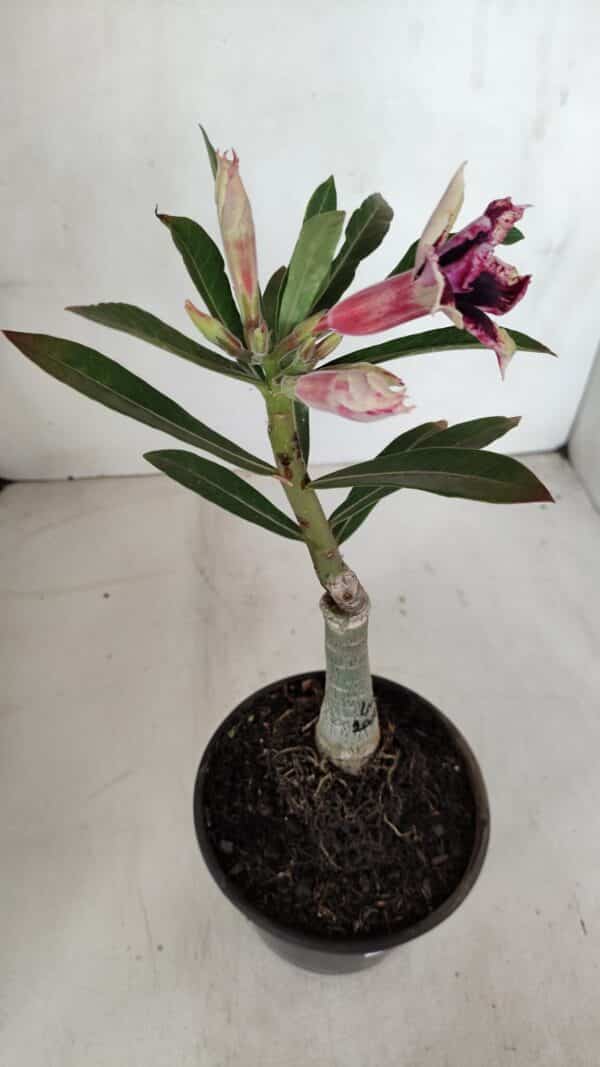 ENXERTO 12017 – 20cm (cor LM 1007) - Imagem 5