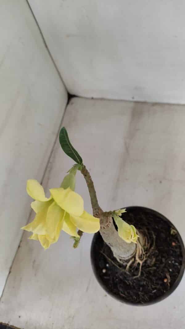 ENXERTO 12018 – 20cm (cor LM 315) - Imagem 4