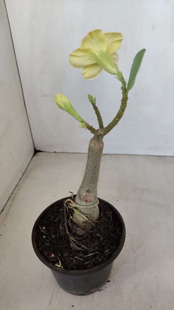 ENXERTO 12018 – 20cm (cor LM 315) - Imagem 5