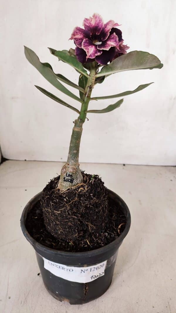 ENXERTO 12020 – 20cm (cor LM 1008) - Imagem 7