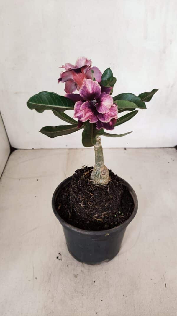 ENXERTO 12020 – 20cm (cor LM 1008) - Imagem 5