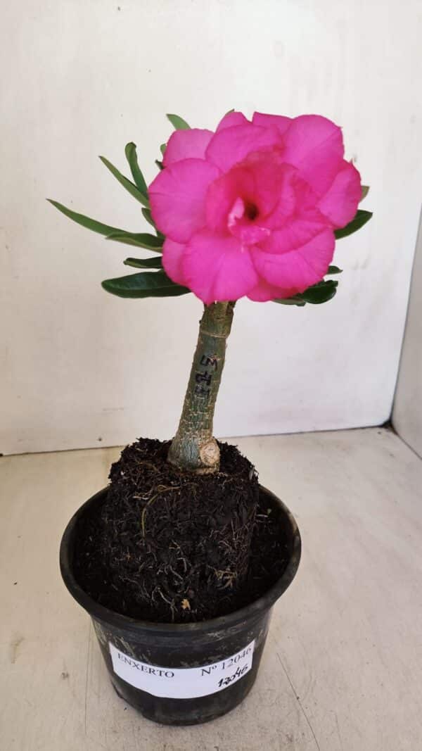 ENXERTO 12046 – 20cm (cor LM 04) - Imagem 2