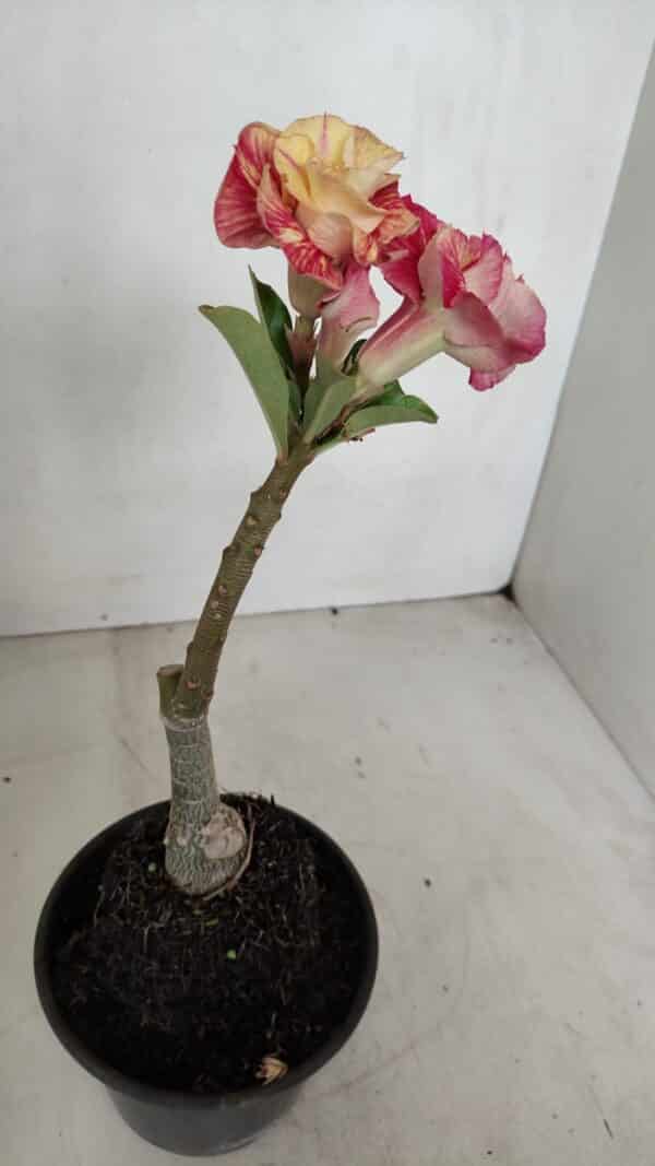 ENXERTO 12053 – 20cm (cor LM 582) - Imagem 5