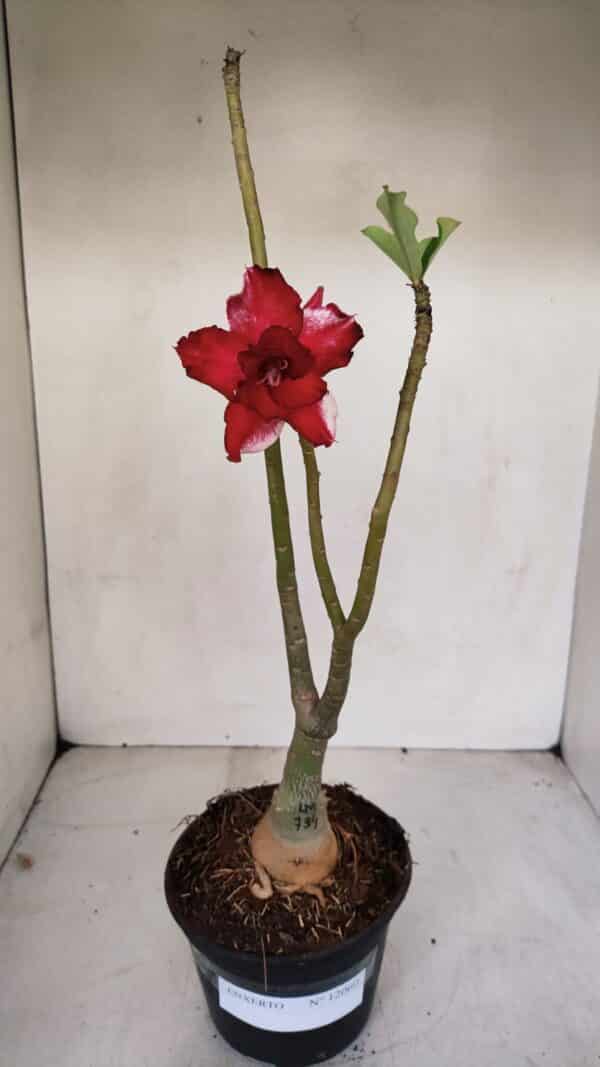 ENXERTO 12060 – 30cm (cor LM 734) - Imagem 2