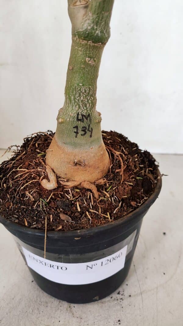 ENXERTO 12060 – 30cm (cor LM 734) - Imagem 7