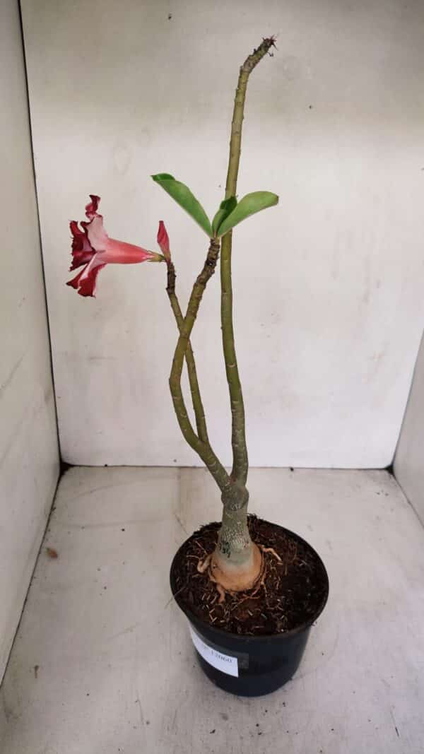 ENXERTO 12060 – 30cm (cor LM 734) - Imagem 6