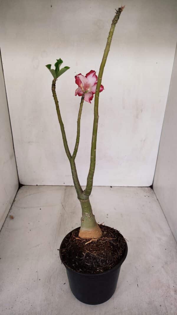 ENXERTO 12060 – 30cm (cor LM 734) - Imagem 5