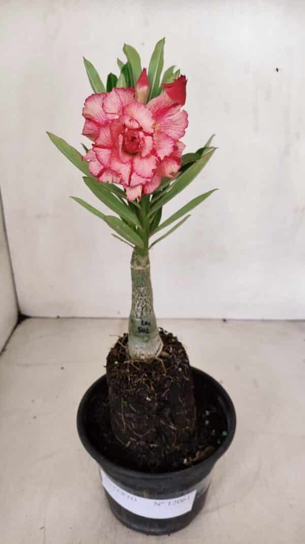 ENXERTO 12061 – 20cm (cor LM 501) - Imagem 2