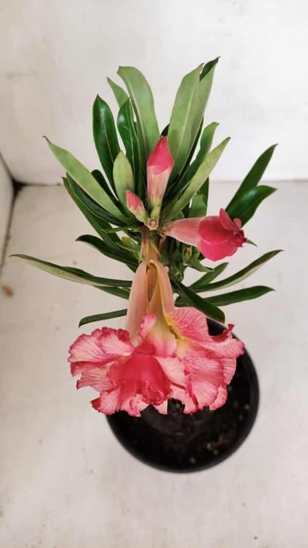 ENXERTO 12061 – 20cm (cor LM 501) - Imagem 4