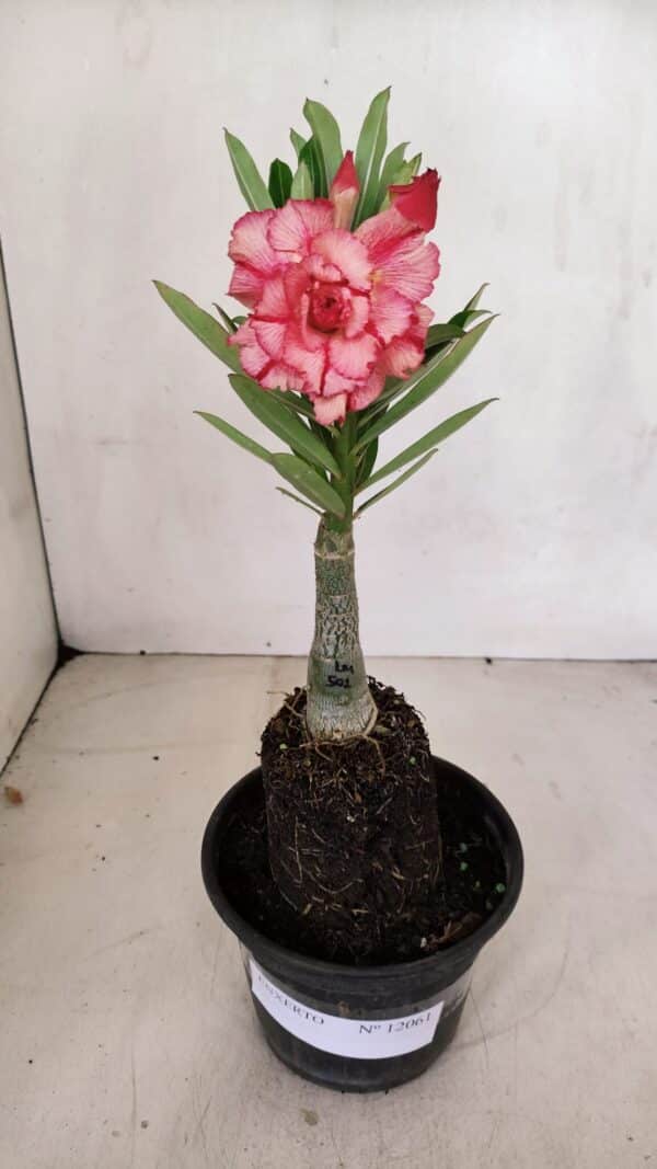 ENXERTO 12061 – 20cm (cor LM 501) - Imagem 8