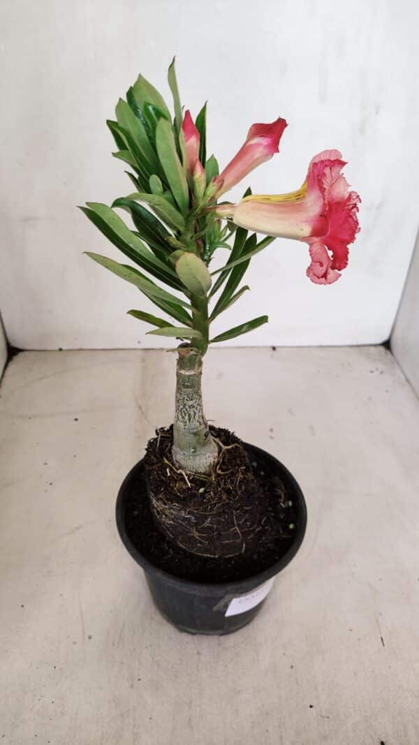 ENXERTO 12061 – 20cm (cor LM 501) - Imagem 6