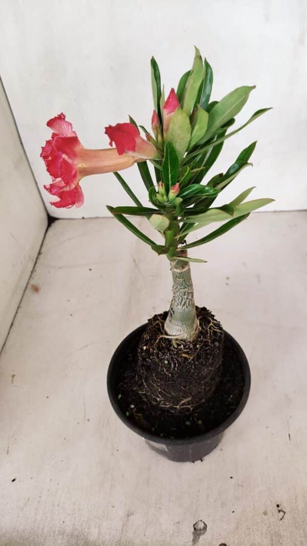 ENXERTO 12061 – 20cm (cor LM 501) - Imagem 5
