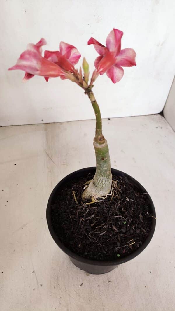 ENXERTO 12062 – 20cm (cor LM 506) - Imagem 5