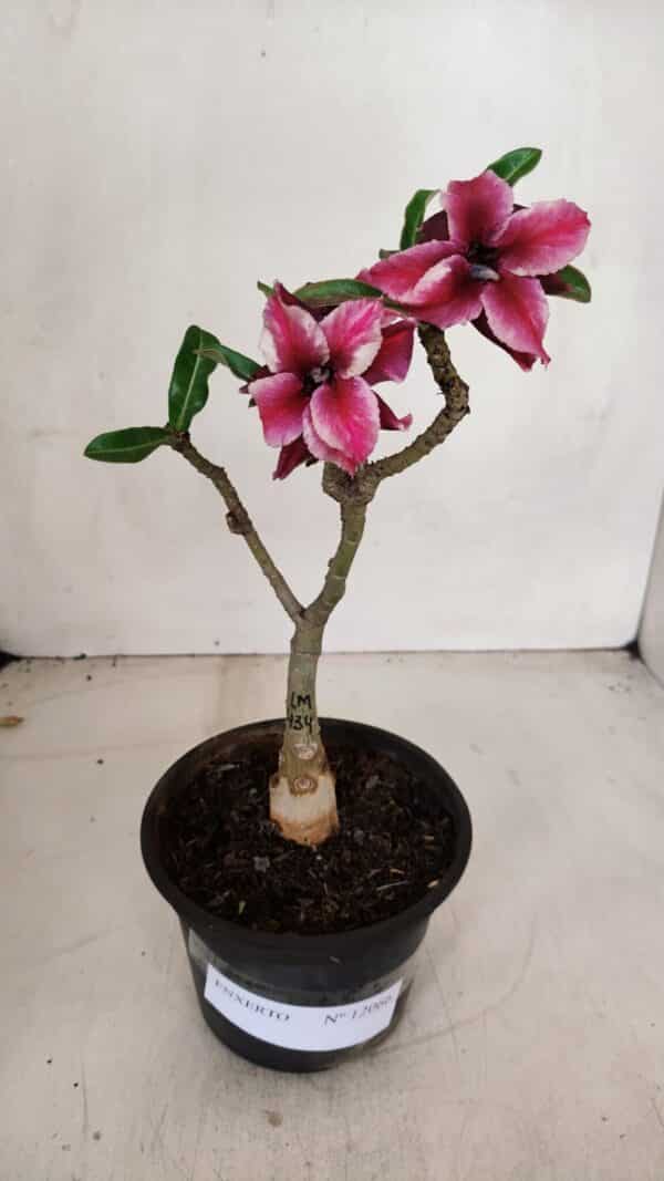 ENXERTO 12066 – 22cm (cor LM 434) - Imagem 2