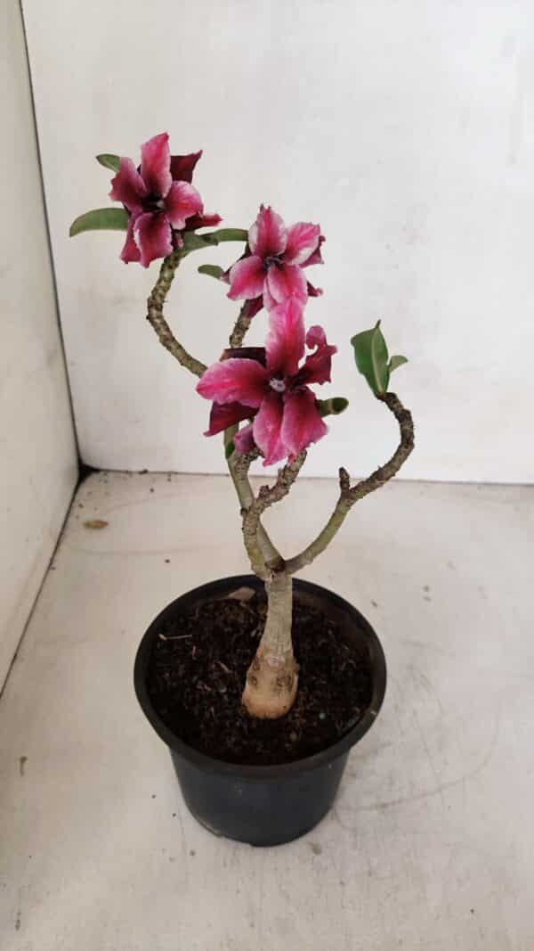 ENXERTO 12066 – 22cm (cor LM 434) - Imagem 4