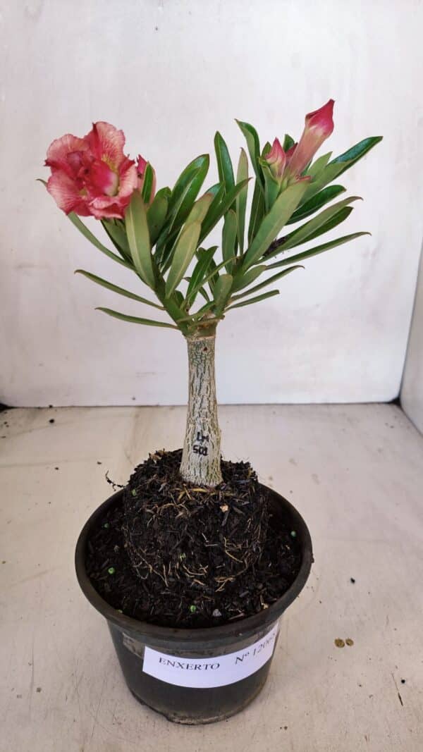 ENXERTO 12068 – 20cm (cor LM 501) - Imagem 2