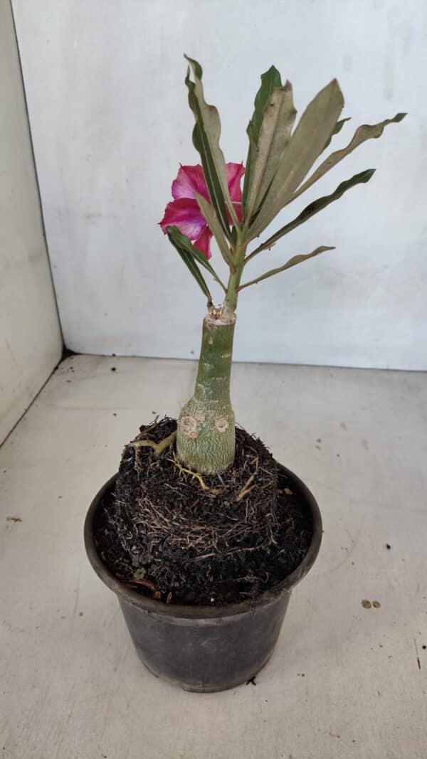 ENXERTO 12069 – 20cm (cor LM 424) - Imagem 5