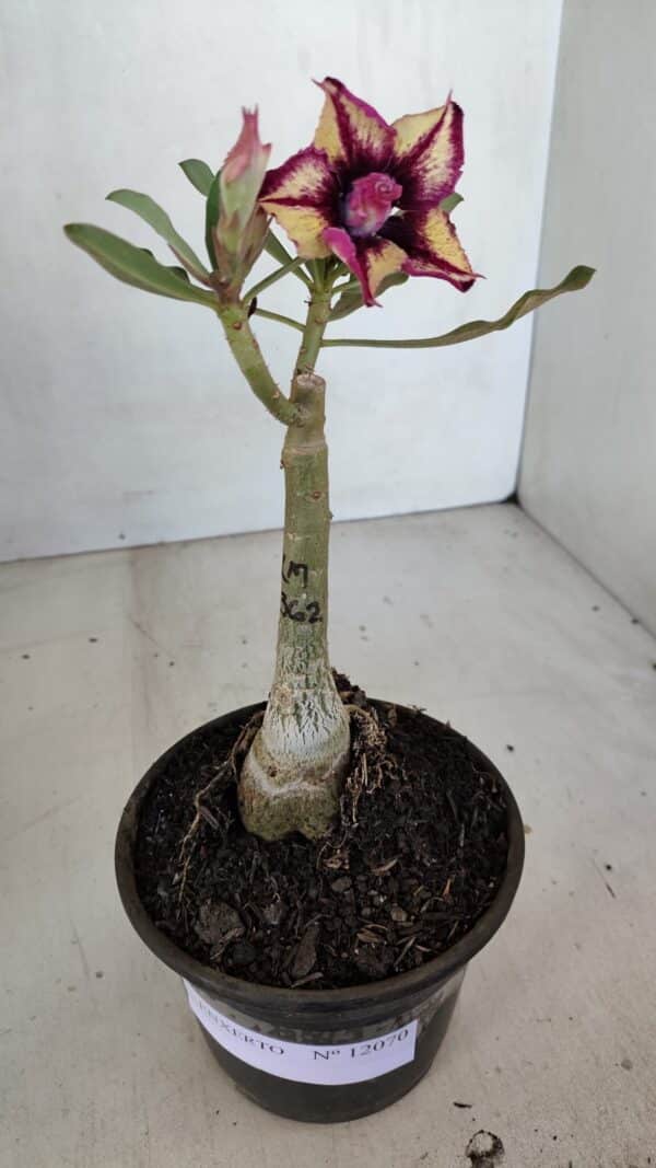 ENXERTO 12070 – 20cm (cor LM 362) - Imagem 2