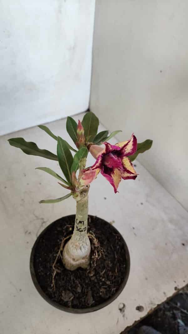 ENXERTO 12070 – 20cm (cor LM 362) - Imagem 4