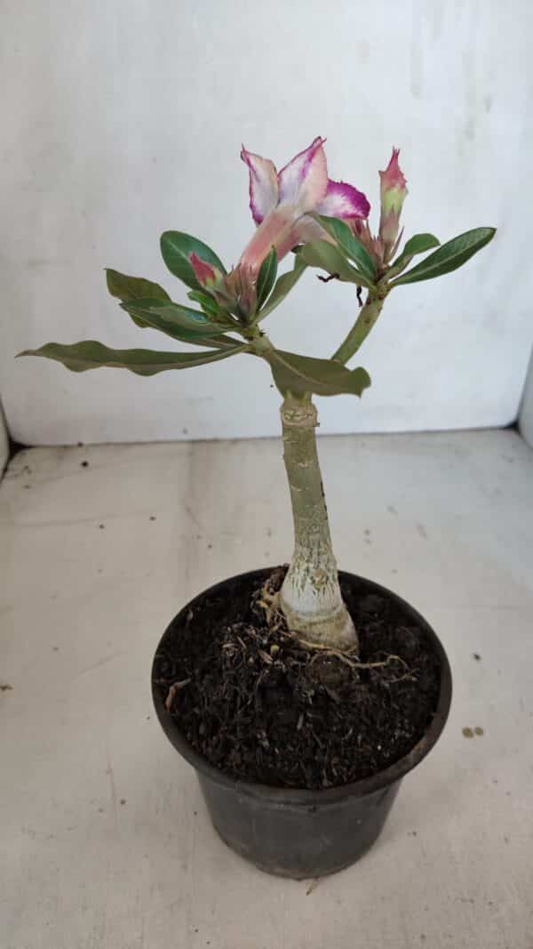 ENXERTO 12070 – 20cm (cor LM 362) - Imagem 5