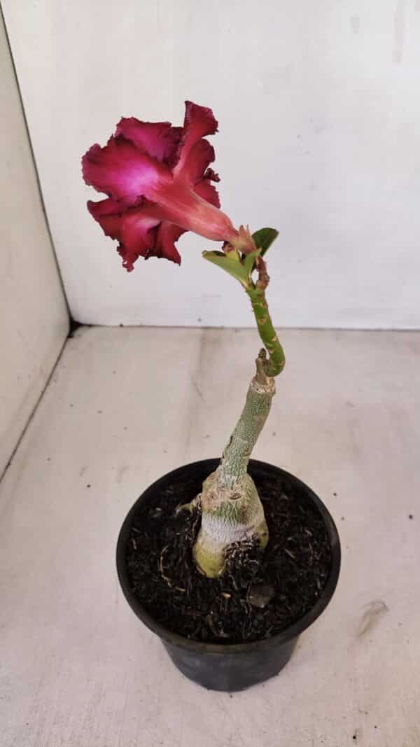 ENXERTO 12071 – 20cm (cor LM 75) - Imagem 6