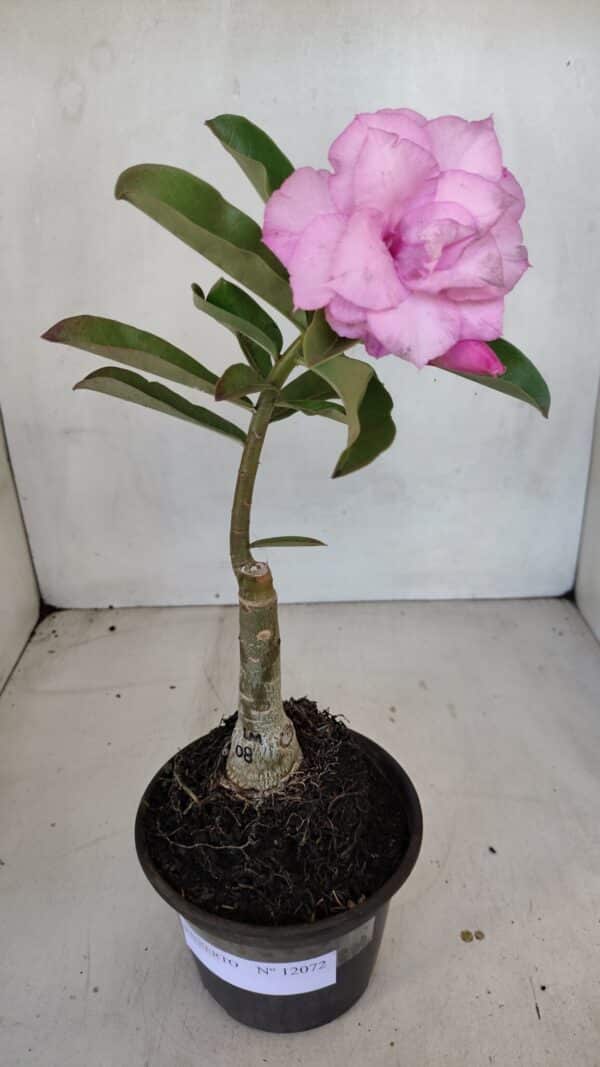 ENXERTO 12072 – 20cm (cor LM 08) - Imagem 2