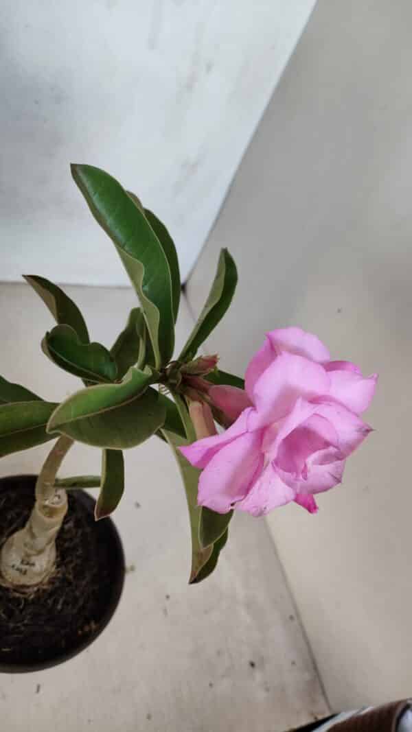 ENXERTO 12072 – 20cm (cor LM 08) - Imagem 4