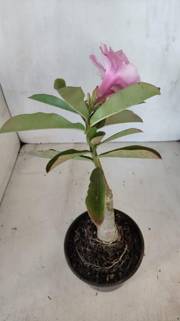 ENXERTO 12072 – 20cm (cor LM 08) - Imagem 5