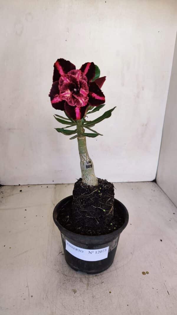 ENXERTO 12073 – 20cm (cor LM 889) - Imagem 2