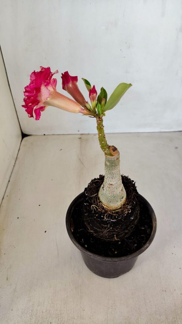 ENXERTO 12076 – 20cm (cor LM 501) - Imagem 5