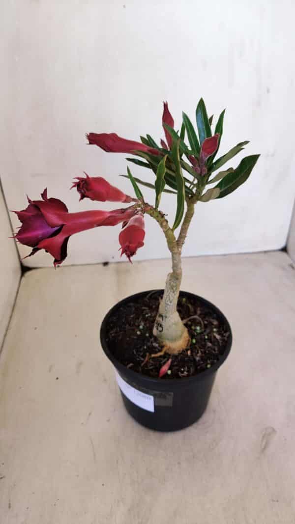 ENXERTO 12080  – 20cm (cor LM 815) - Imagem 6