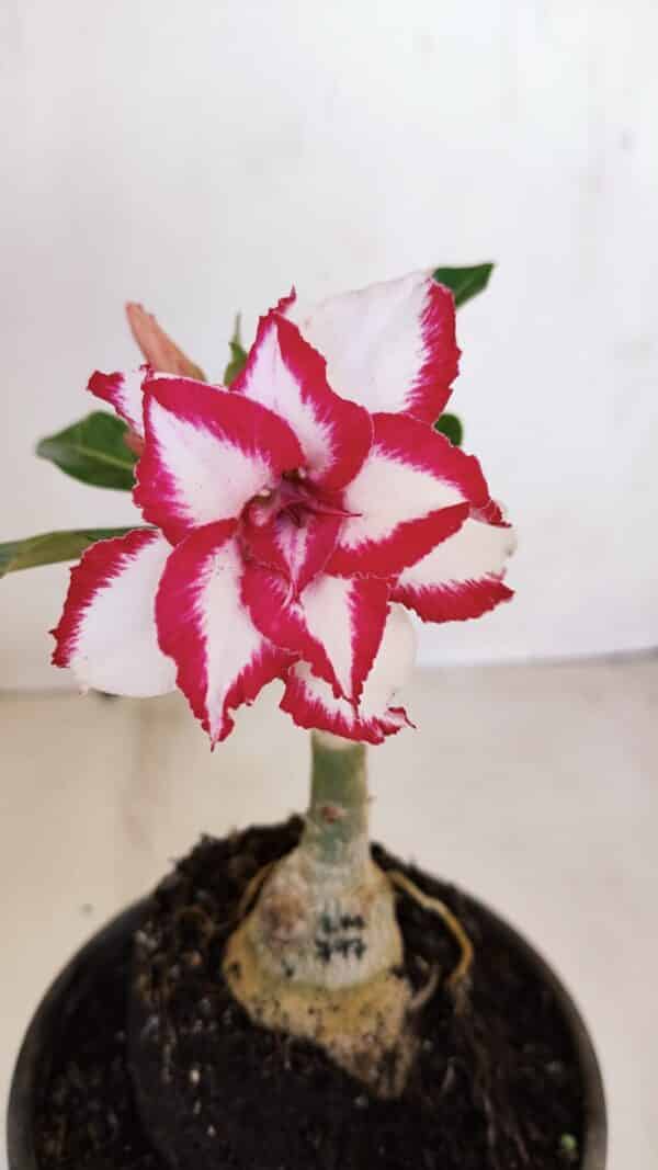 ENXERTO 12083  – 20cm (cor LM 797) Id: FERRARI - Imagem 1