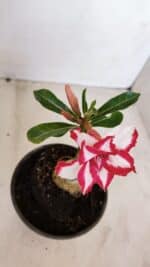 ENXERTO 12083  – 20cm (cor LM 797) Id: FERRARI - Imagem 6