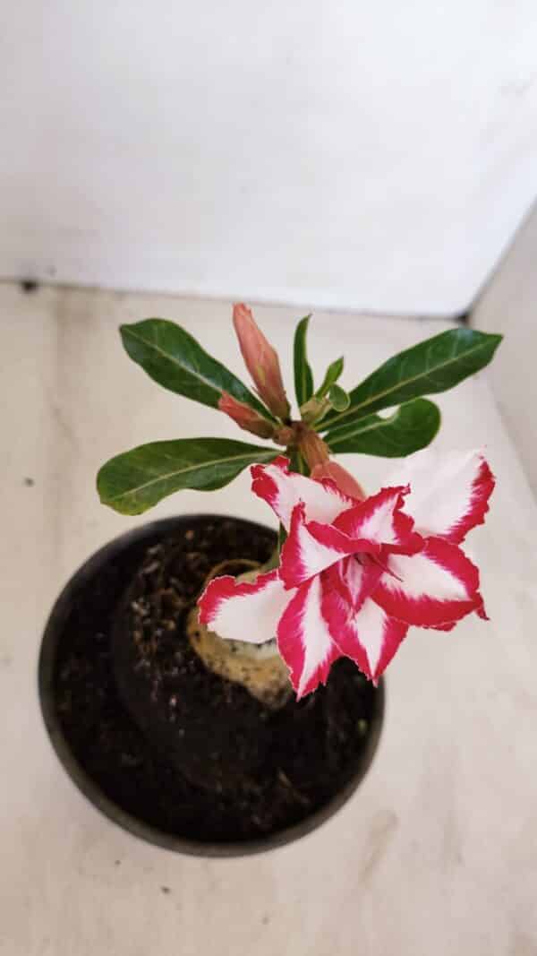 ENXERTO 12083  – 20cm (cor LM 797) Id: FERRARI - Imagem 6