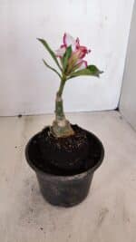 ENXERTO 12083  – 20cm (cor LM 797) Id: FERRARI - Imagem 5