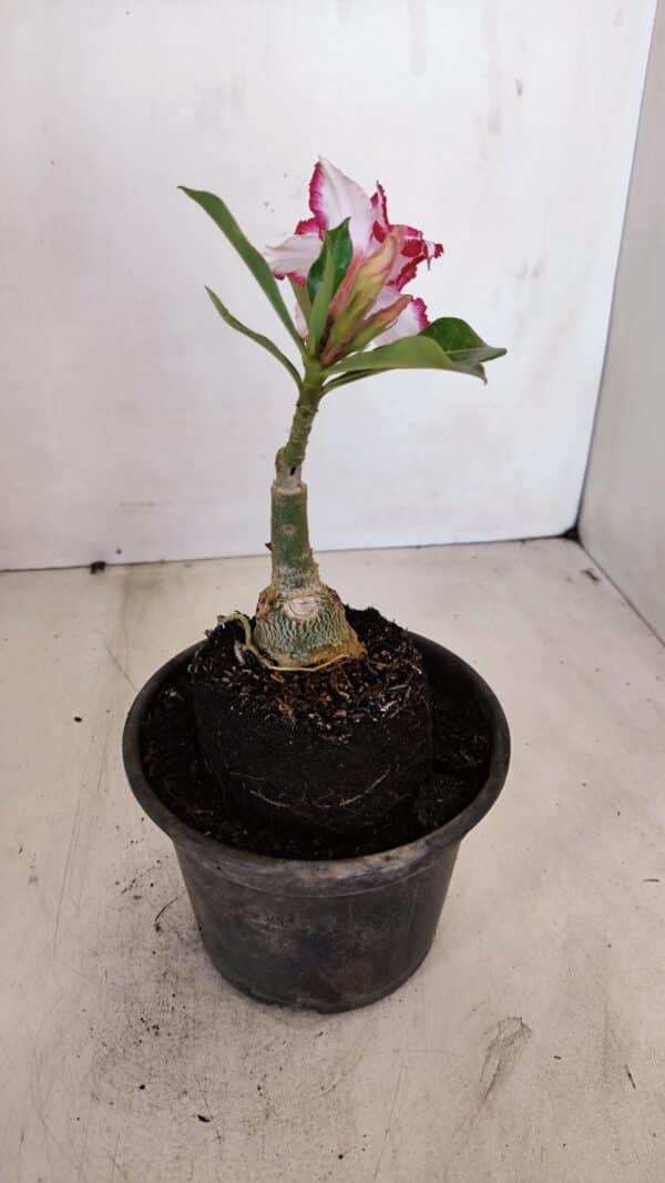 ENXERTO 12083  – 20cm (cor LM 797) Id: FERRARI - Imagem 5