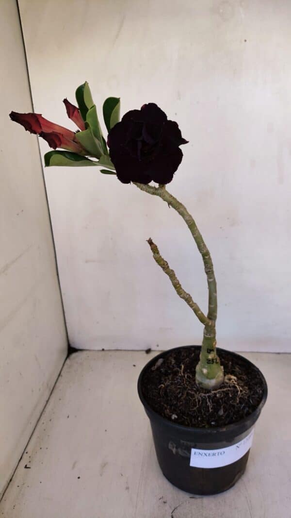 ENXERTO 12084  – 25cm (cor LM 232) - Imagem 2
