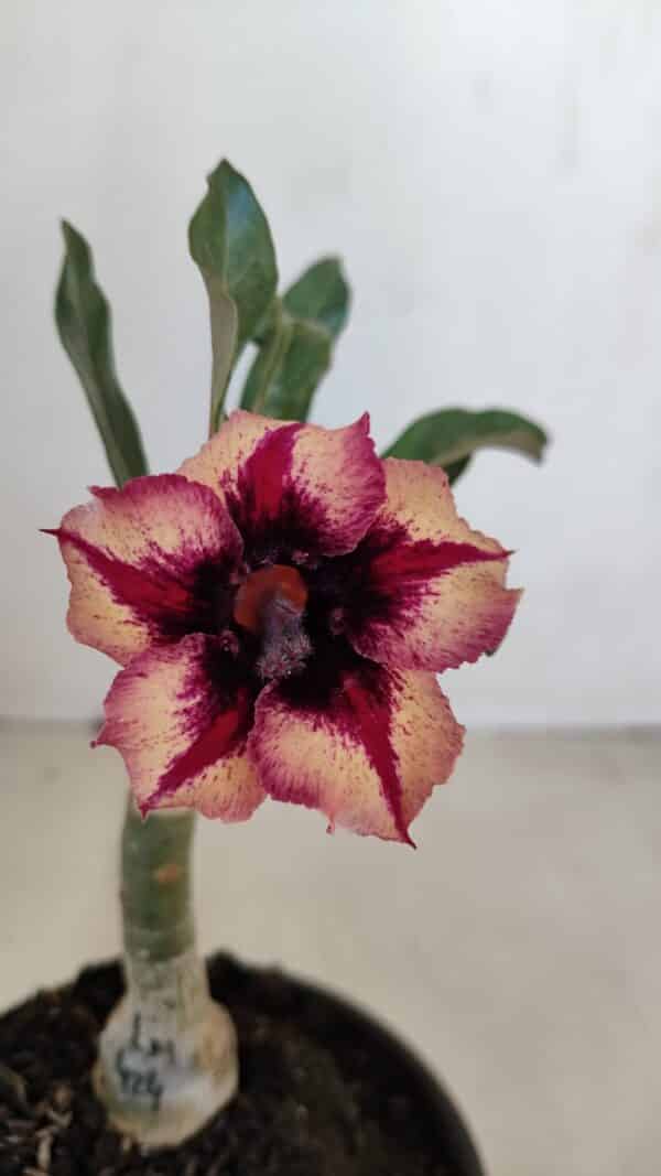 ENXERTO 12085  – 20cm (cor LM 424) - Imagem 1